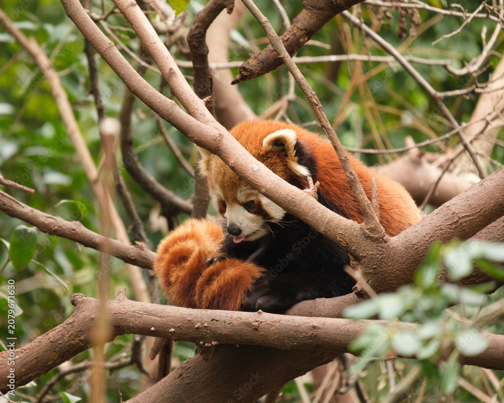Fototapeta premium Red panda resting on tree branches in a natural habitat