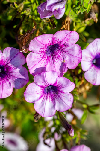 The 'Surfinia' series of Petunias covers a very popular and wide range of compact, vigorous, slowly spreading, mounding, semi-trailing, and fully trailing floriferous tender perennial petunias usually