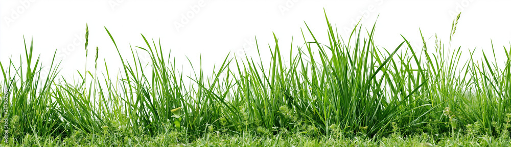 Fototapeta premium Green grass blades on transparent background, fresh nature lawn