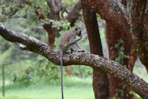 Photography A vervet monkey with a very long tail sits on a tree branch in a nature reserve in Africa
