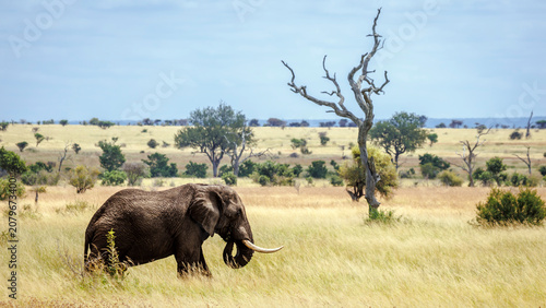 Canvastavla Majestic African bush elephant tusker walking in dry savannah in Greater Kruger