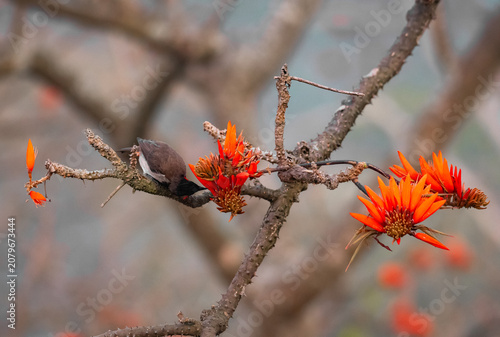 Canvastavla The red-vented bulbul (Pycnonotus cafer) perched on vibrant Palash (Flame of the Forest, Butea monosperma) flowers while feeding on nectar in its natural habitat