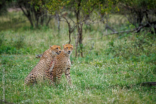 Cheetah couple seated in flowering grass in Greater Kruger national park, South Africa ; Specie Acinonyx jubatus family of Felidae