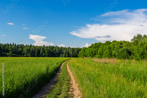 Принти на полотні Dirt path winding through a vibrant green summer meadow towards a lush forest un