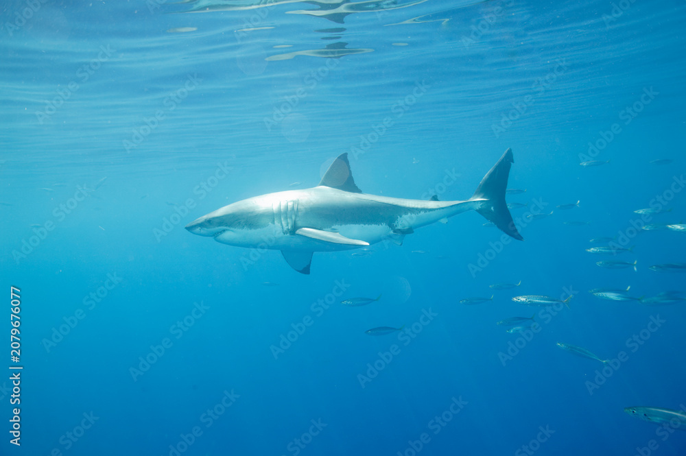 Naklejka premium Great White Shark in the Pacific Ocean