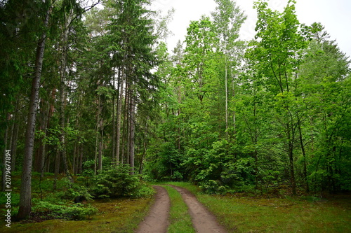 road in the forest