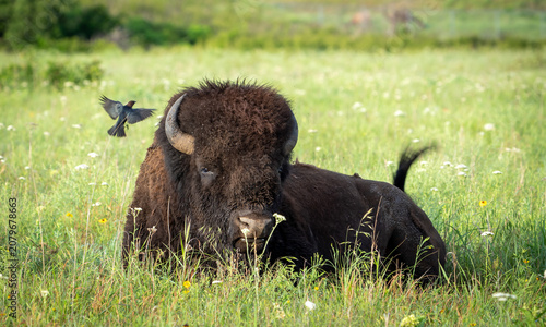 buffalo in the grass with bird