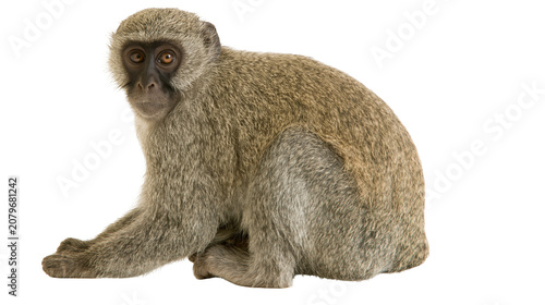 Tableau sur toile Small vervet monkey with grey fur and dark face, isolated on transparent backgro