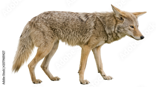 Quadro su tela Coyote with tan and grey fur standing alert, isolated on transparent background