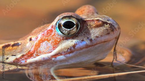 Konstfotografi A close-up of a brown frog resting in water, focusing on its eye.