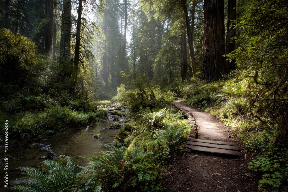 Obraz premium Quiet trail through towering redwoods with sunlit moss and fern understory