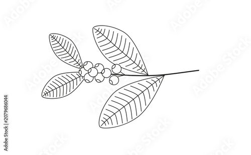 Illustration of Yerba Mate Plant with Leaves and Berries