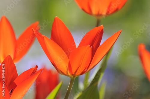 Cuadro en lienzo Tulpe