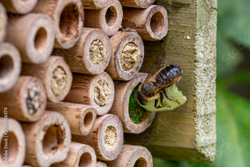 Leaf cutter solitary bee closing nest in wooden bee hotel