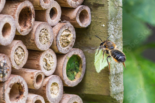Leaf cutter solitary bee closing nest in wooden bee hotel
