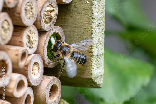 Leaf cutter solitary bee closing nest in wooden bee hotel