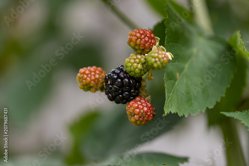 Close-up of ripe and unripe blackberries growing on the bramble, showing different ripening stages with green leaves and soft natural background.
