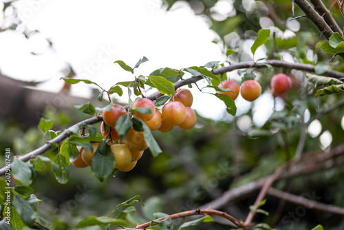 Close-up of ripening cherry plum (Prunus cerasifera) fruits on a tree branch with green leaves. Wild seasonal fruit in a natural environment.