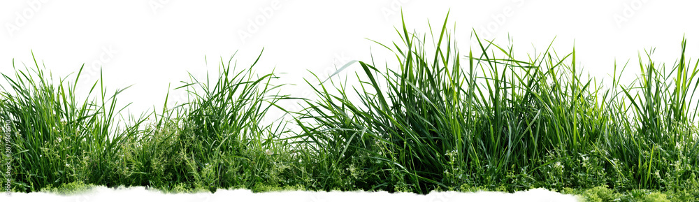 Fototapeta premium Green grass border on transparent background