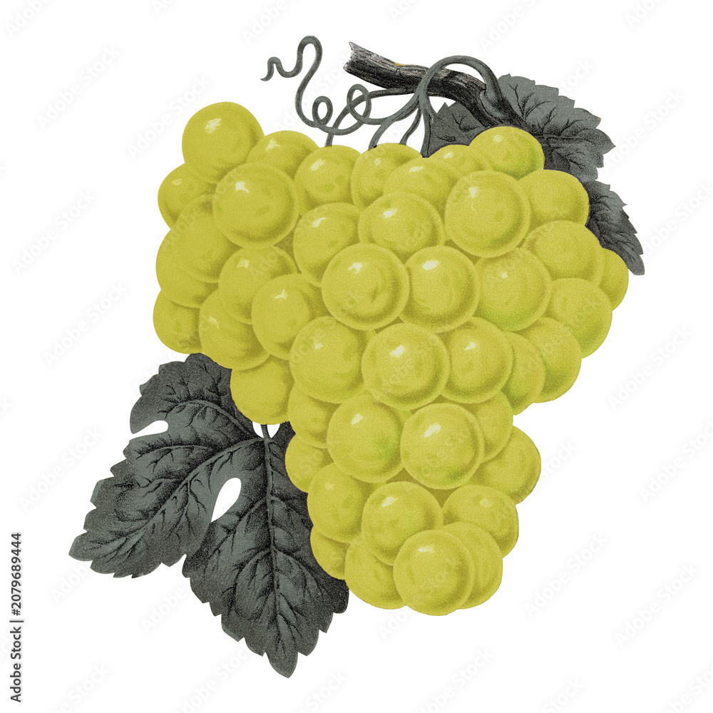 Fototapeta premium PNG green grape fruit, vintage illustration, transparent background