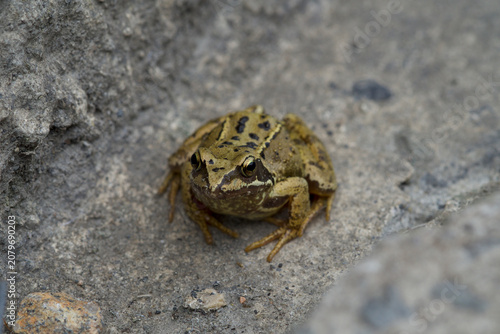 young frog cornwall uk