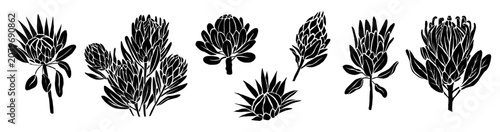 Tableau sur toile Black ink outlines depict diverse protea flowers