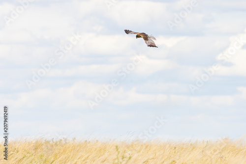 Photos Rohrweihe im Flug