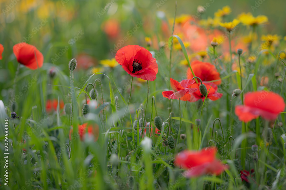 Fototapeta premium Wild Papaver flowers growing among fresh meadow grasses and yellow wildflowers. Scarlet poppies in full bloom create a colorful spring scene with natural background blur.