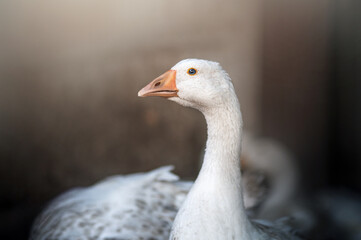 portrait of a white goose with blue eyes, farm animal photos