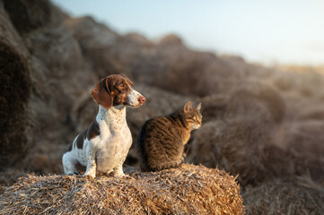 Piebald dachshund dog and tabby cat look into the distance while sitting on straw bales; animal life on a farm