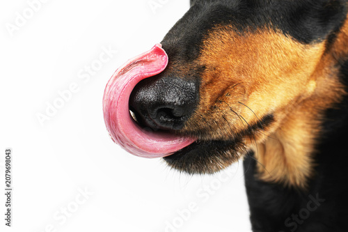 black and tan dachshund dog showing tongue, funny pet portraits on isolated white background in studio
