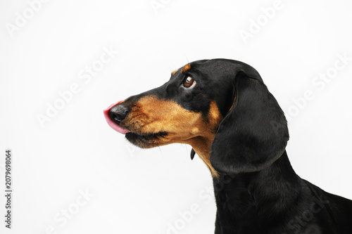 black and tan dachshund dog showing tongue, funny pet portraits on isolated white background in studio