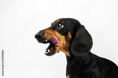 A black and tan dachshund is licking its lips and showing its teeth; a funny studio portrait of a pet on an isolated white background.