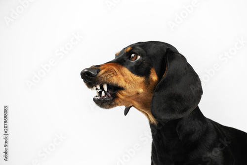 Dachshund black and tan dog with a menacing facial expression and a smile, funny pet portraits on an isolated white background in the studio