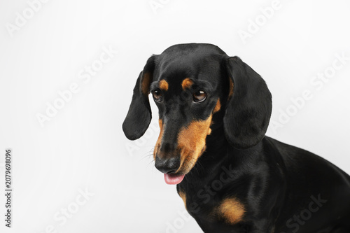 black and tan dachshund dog showing tongue, funny pet portraits on isolated white background in studio