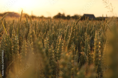 Green and golden ears of wheat growing in a rural field at sunset, featuring a soft selective focus and warm backlighting during the golden hour.