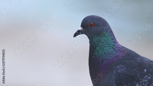 Feral pigeon standing an walking on a city location