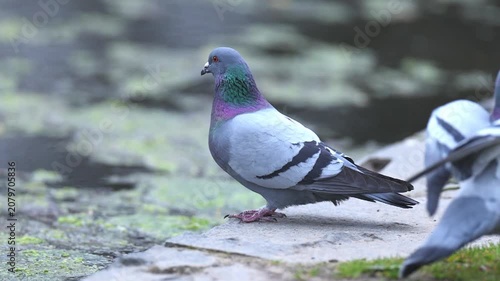 Feral pigeon standing an walking on a city location