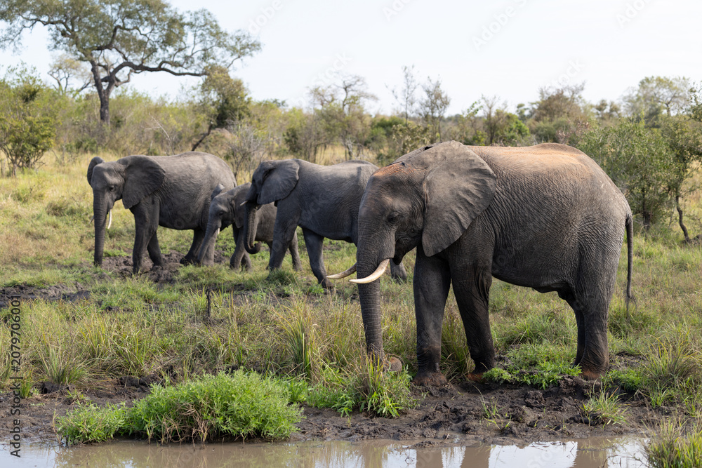 Obraz premium African Elephant Family Unit in Savanna, Sabi Sands