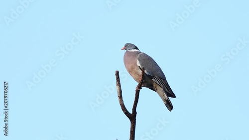 Feral pigeon standing an walking on a city location