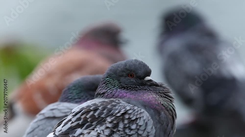 Feral pigeon standing an walking on a city location
