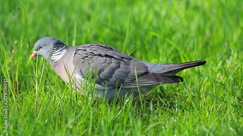 Feral pigeon standing an walking on a city location