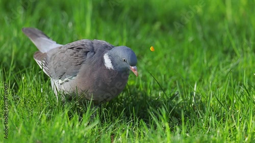Feral pigeon standing an walking on a city location