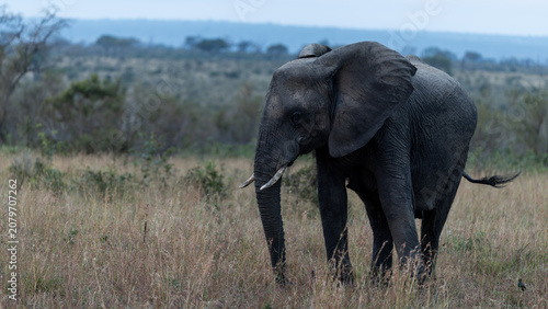 Tableau sur toile Juvenile African Elephant Profile in Sabi Sands Bushveld
