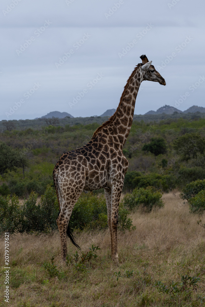 Fototapeta premium Southern Giraffe Standing in Sabi Sands Savannah
