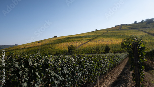 Obraz na plátne landscapes of the Langhe in Piedmont with vineyards during summer before autumn