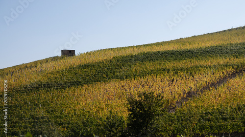 Canvastavla landscapes of the Langhe in Piedmont with vineyards during summer before autumn
