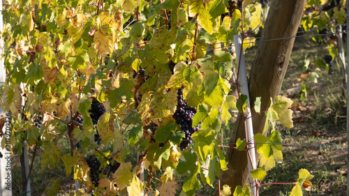 Foto landscapes of the Langhe in Piedmont with vineyards during summer before autumn