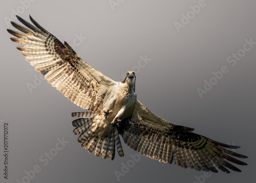 High-resolution wildlife photographs of an osprey in flight against a clean sky.