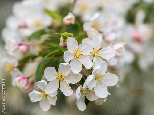 White blossoming apple trees in the sunset light. Spring season, spring colors.